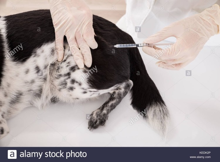 Как правильно поставить антибиотик коту внутримышечно