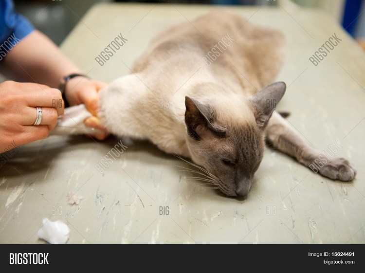 Укол собаке подкожно в холку