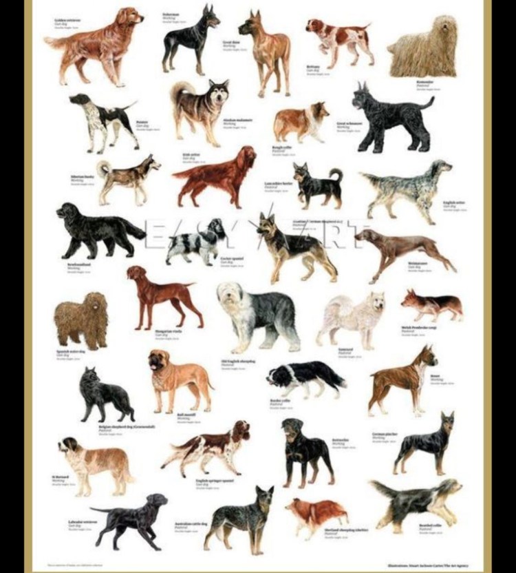 Название породистых собак