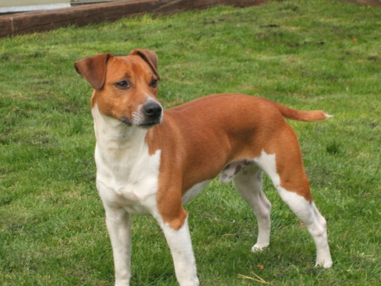 Плумер терьер