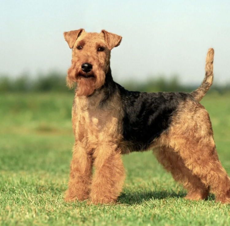 Вельштерьер (Уэльский терьер)