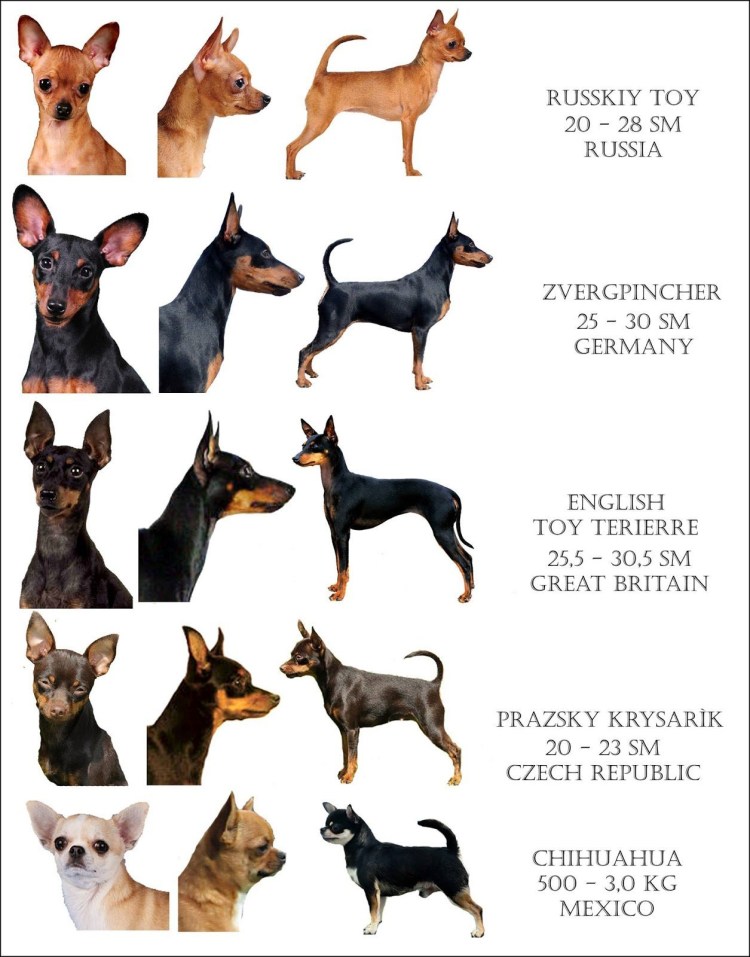 Пражский крысарик порода собак стандарты