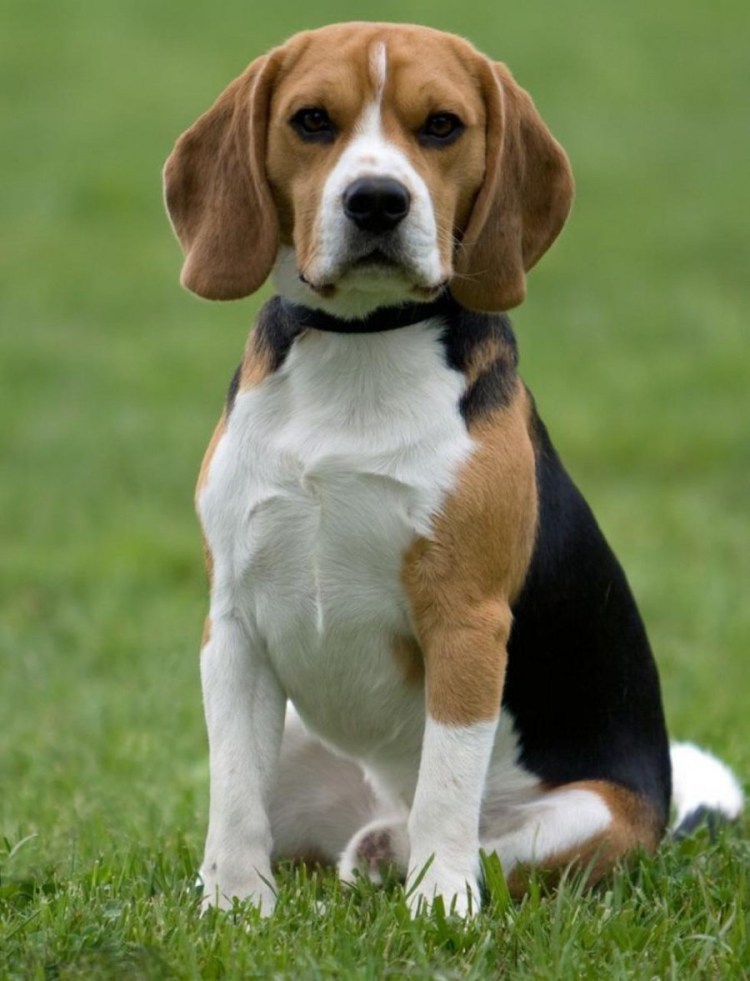 Порода собак Бигль