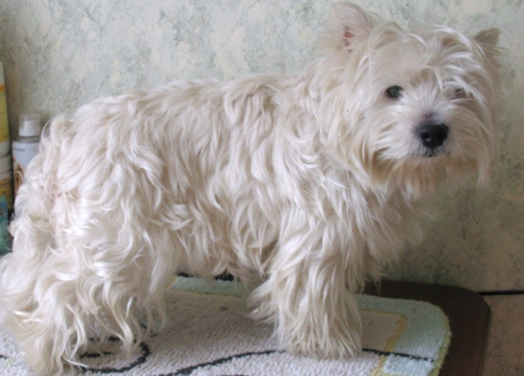 Нестриженный Вест хайленд Уайт терьер