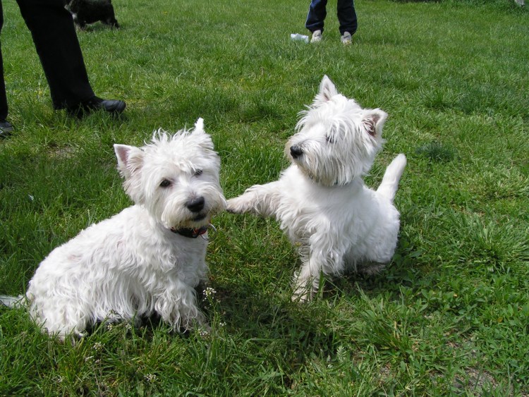 Картины с Вест хайленд Уайт терьер