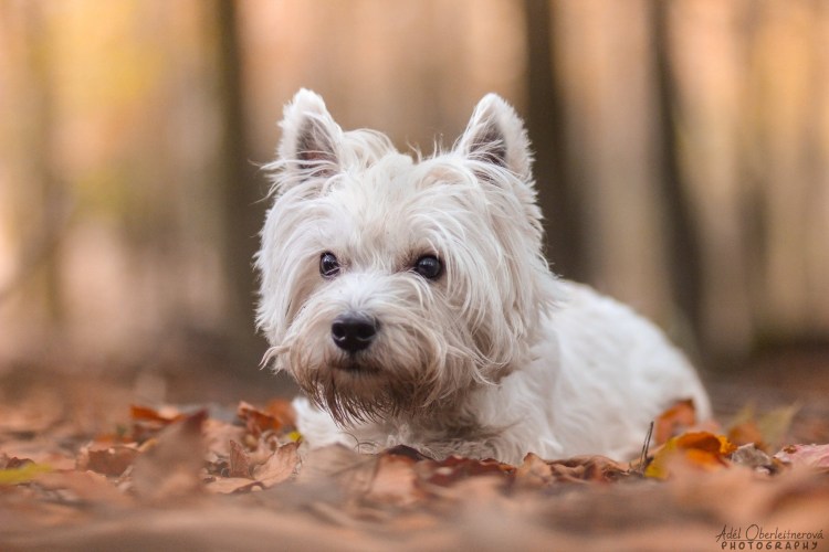 Вест-хайленд-Уайт-терьер рыжий окрас