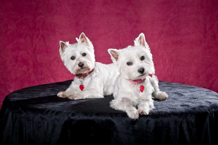 Дерматит у Вест хайленд Уайт терьеров