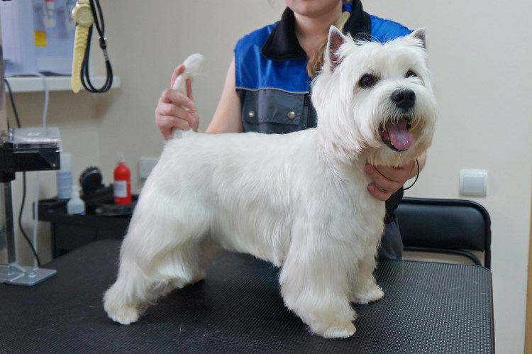 Стрижка Вест хайленд Уайт терьер