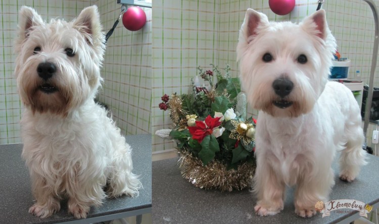 Вест терьер тримминг