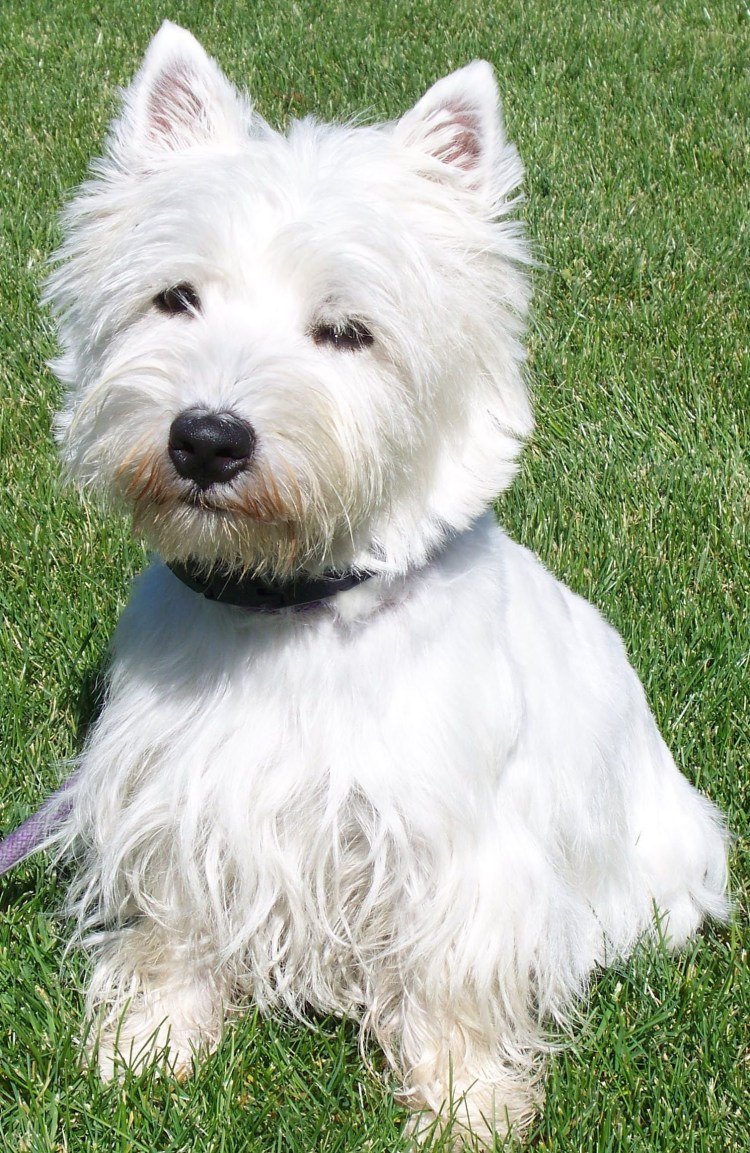 Вест-хайленд-Уайт-терьер 2 собаки