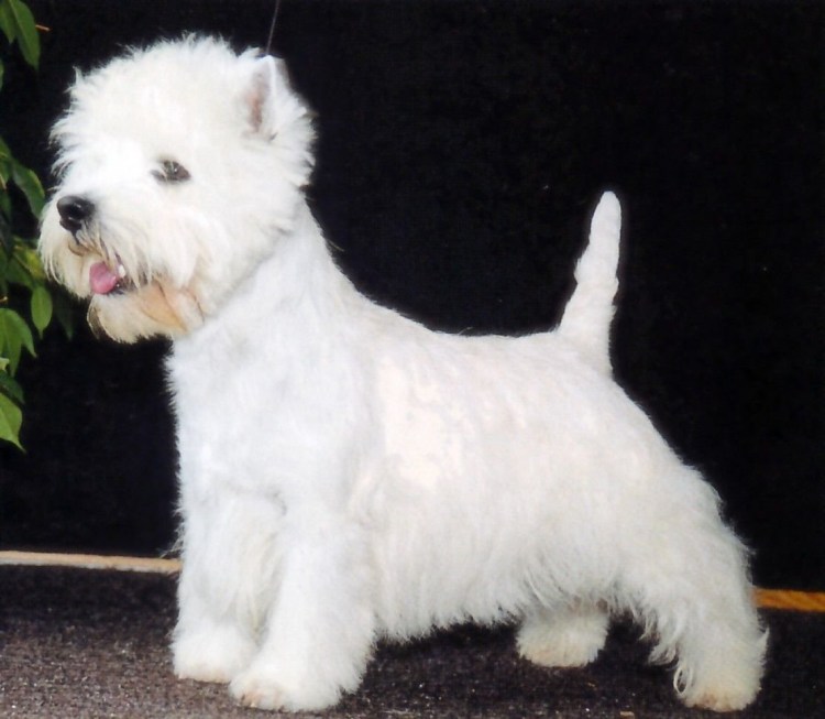 Вест Уайт шнауцер терьер