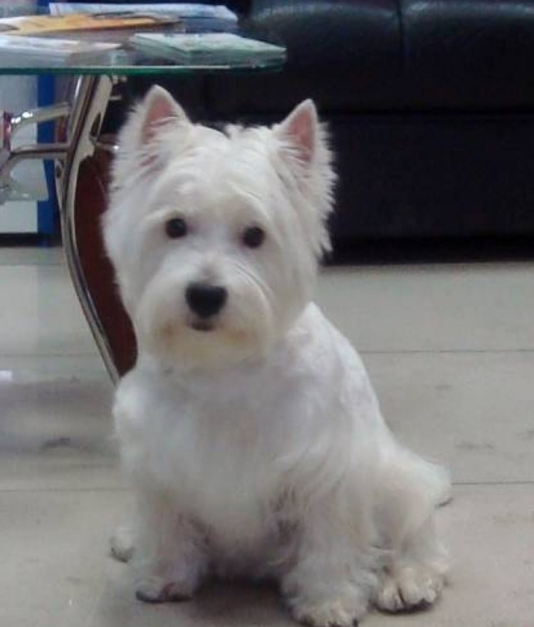 Реклама с Вест хайленд Уайт терьером