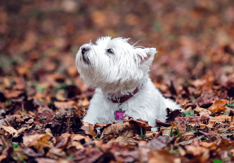 Щенки Вест хайленд Вайт терьера