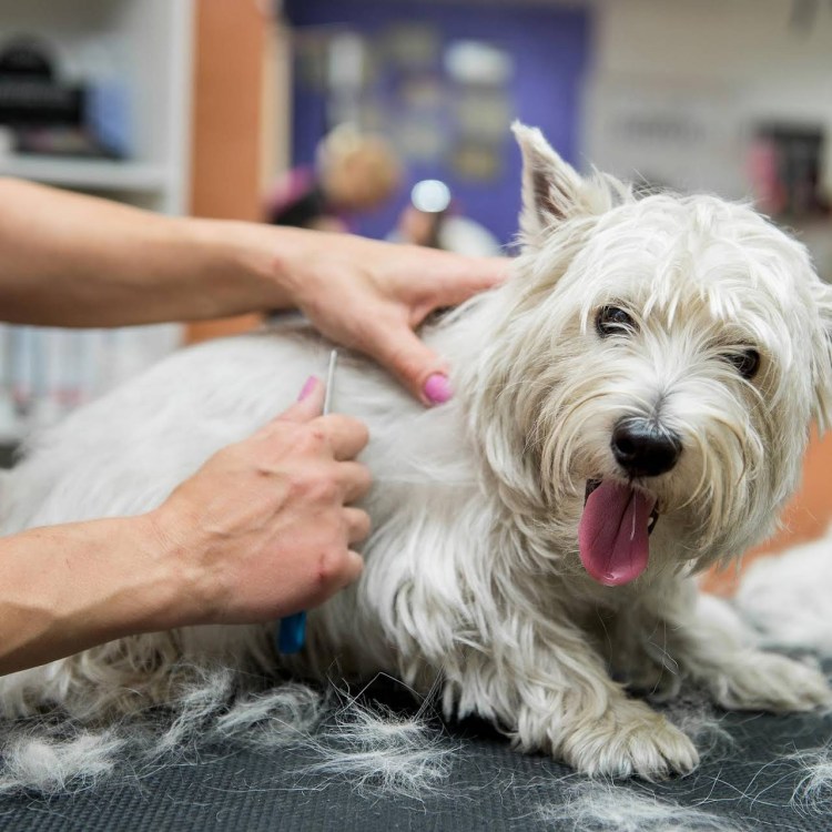 Вест-хайленд-Уайт-терьер обросший