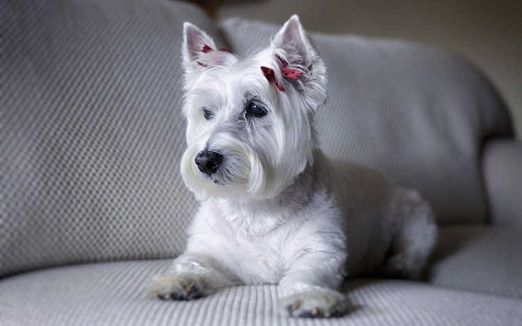 Вест хайленд Вайт терьер