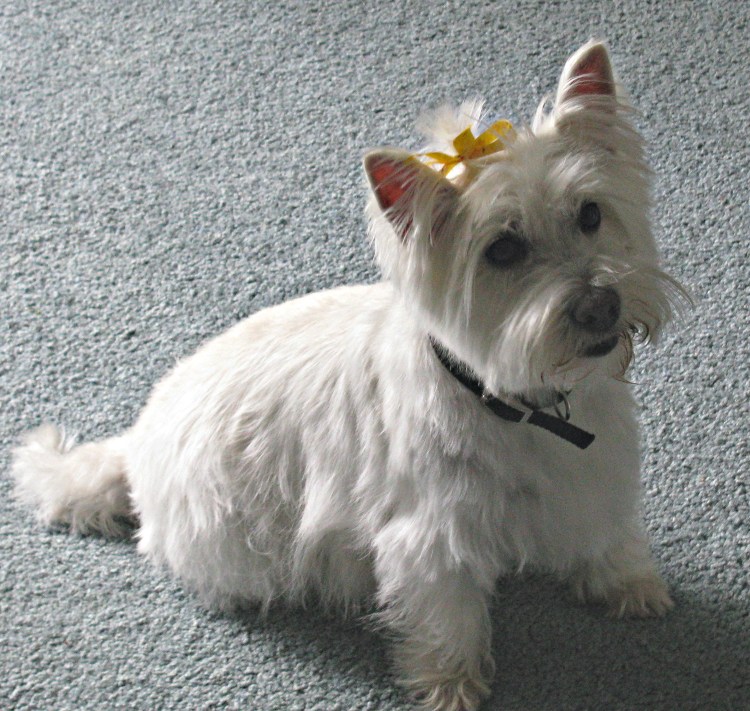 Вест-хайленд-Уайт-терьер 4 месяца