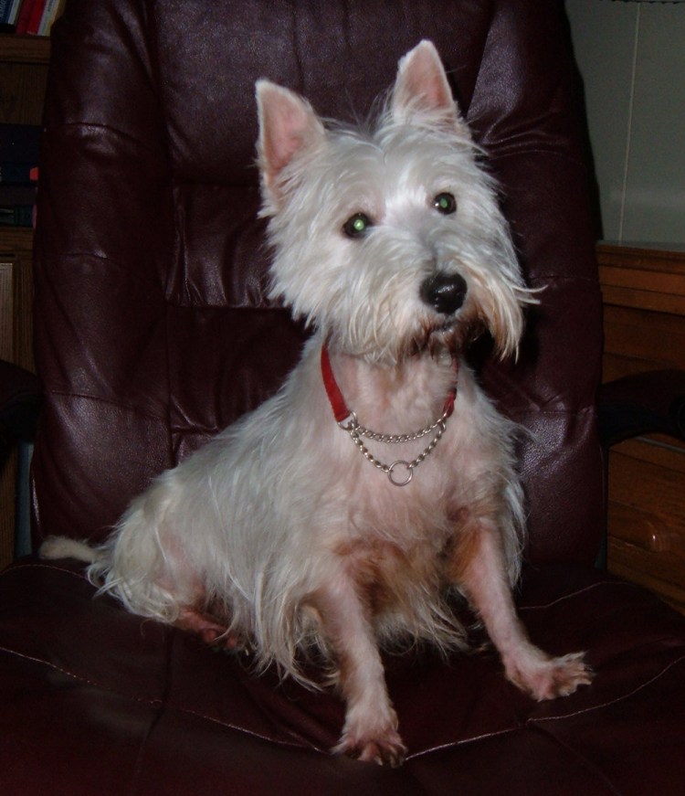 МК Ольги Кинько Вест хайленд Уайт терьер