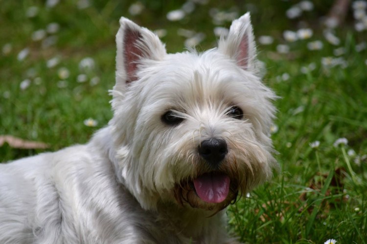 Вайт терьер