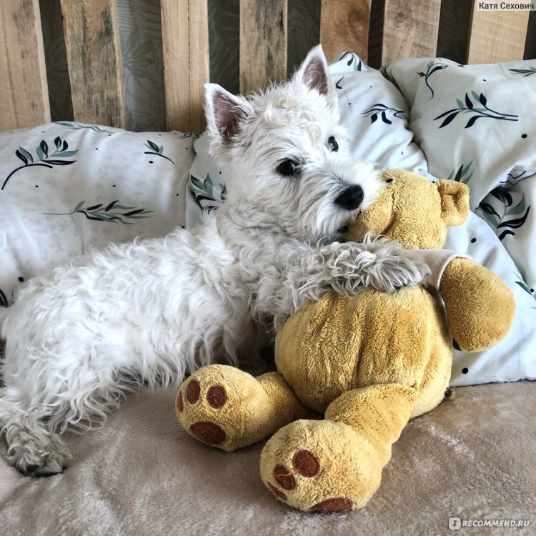 Вест-хайленд-Уайт-терьер пушистый