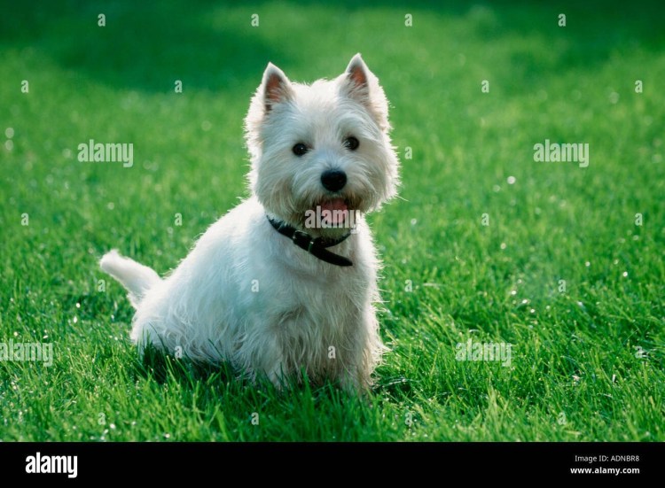 Уайт Норвич терьер