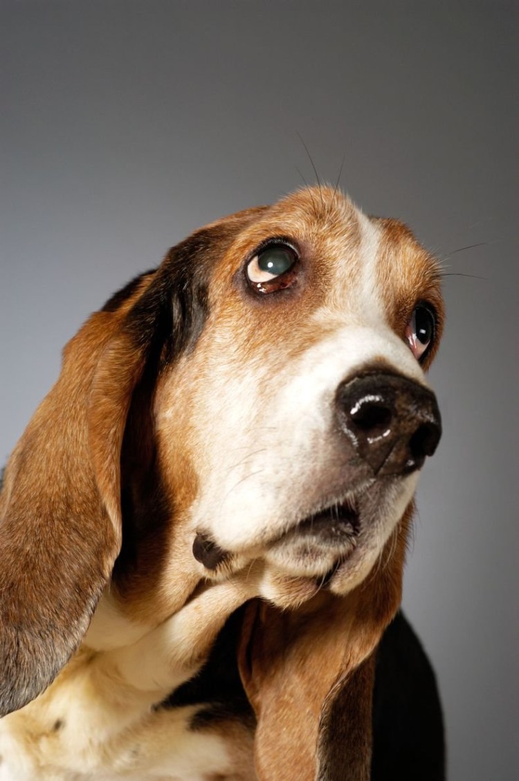 Собаки породы бассетхаур