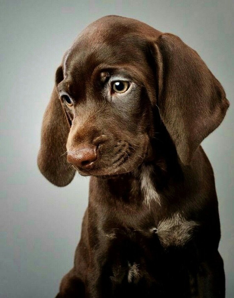 1. Бассет-хаунд -