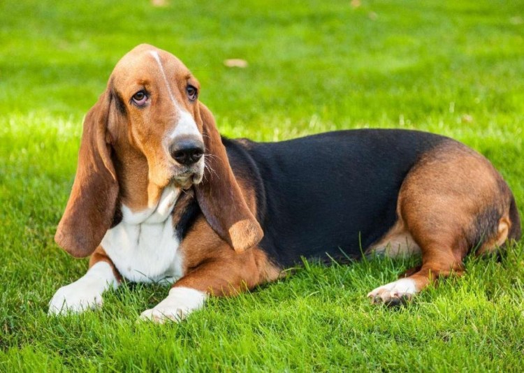 Милый Бассет-хаунд