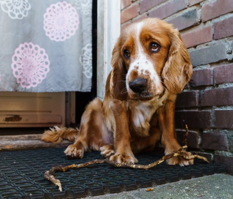 Бассет хаунд