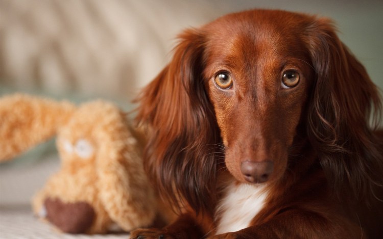Нормандский Бассет хаунд