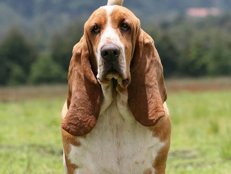 Хаунд собака гигантский