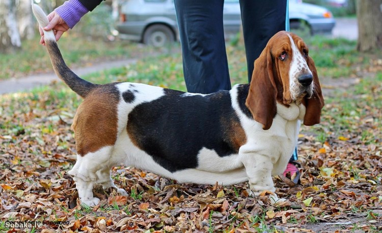 Длинношерстный Бассет хаунд