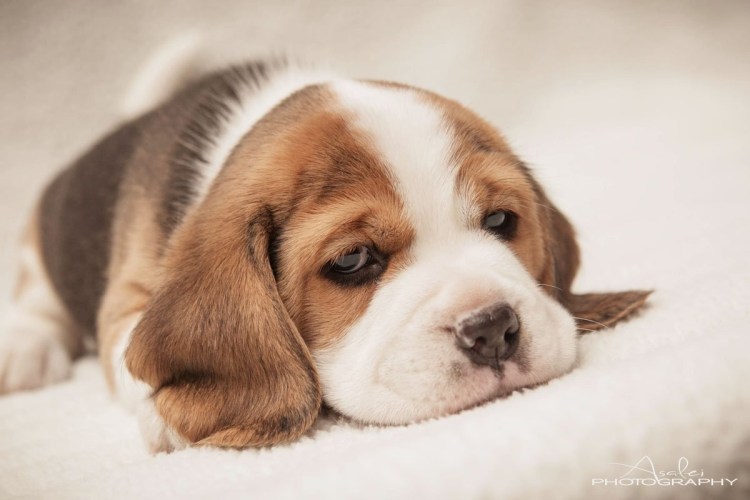 Бассет Хаус