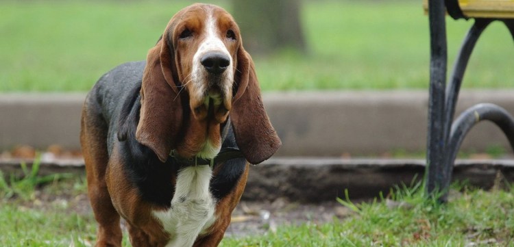 Бигль собака