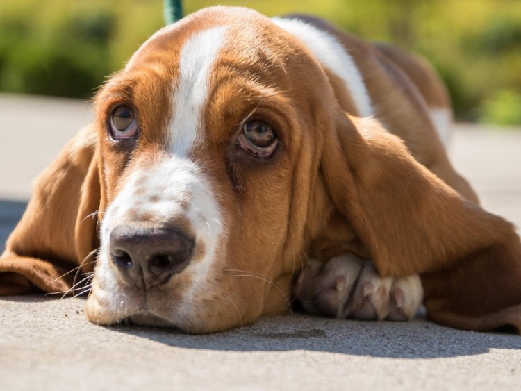 Бассет хаунд