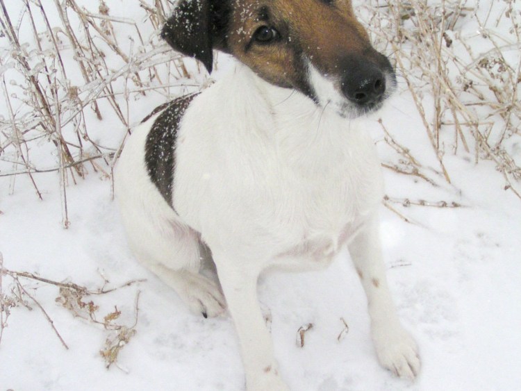 Фокстерьер жесткошерстный щенок