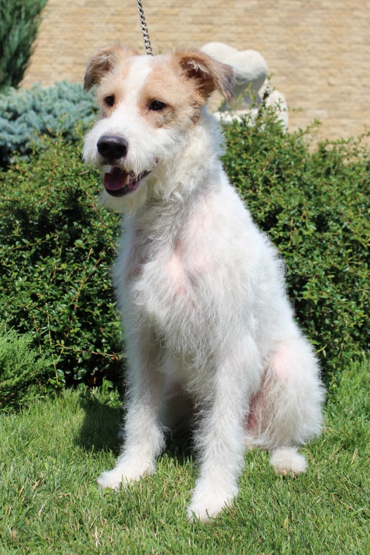 Метис колли и эрдельтерьера