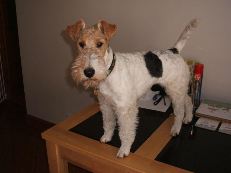 Фокс Рассел терьер гладкошерстный