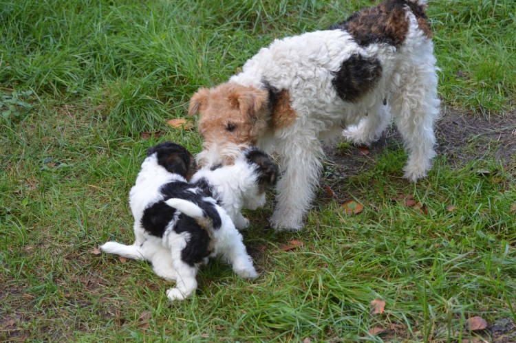 Фокстерьер купированный