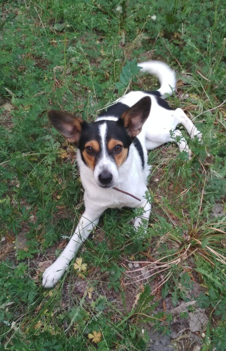 Трехцветный Фокстерьер жесткошерстный