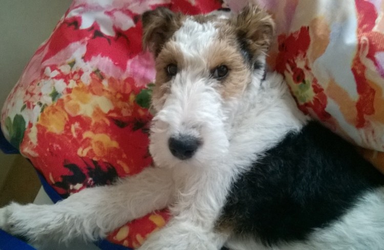 Метис фокстерьера