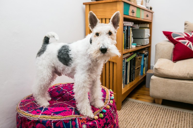 Длинношерстный Фокстерьер