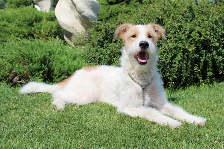 Фокстерьер жесткошерстный метис