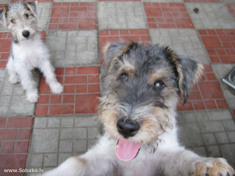 Смесь фокстерьера и спаниеля