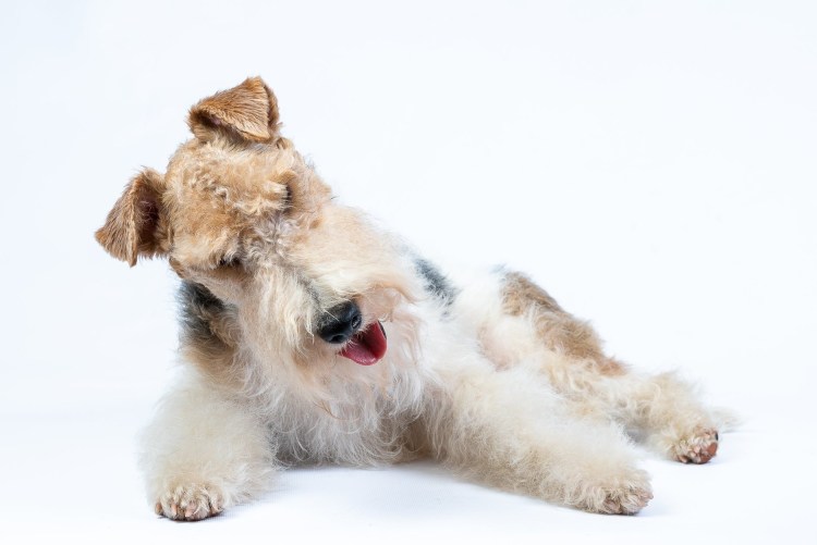 Фокстерьер жесткошерстный 1970