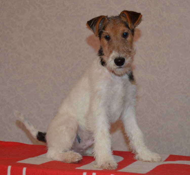 Фокстерьер ЖШ