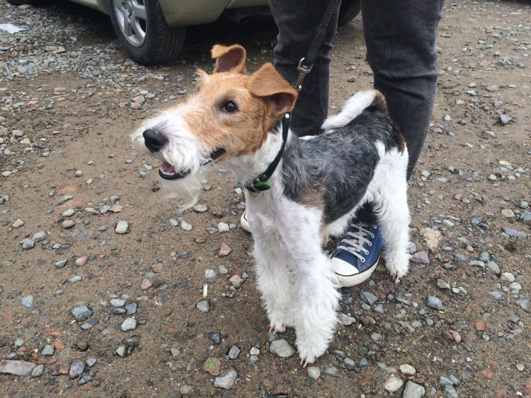 Фокстерьер гладкошерстный метис