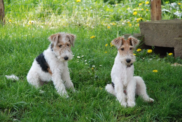 Фокстерьер жесткошерстный щенок