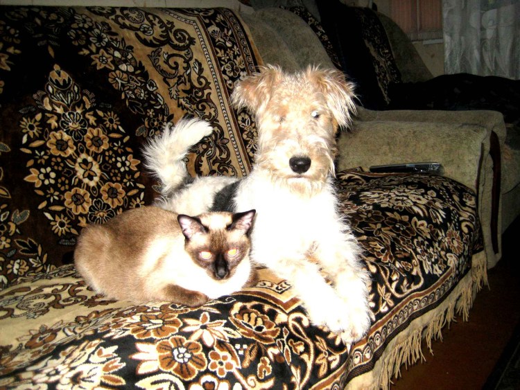 Фокстерьер гладкошерстный