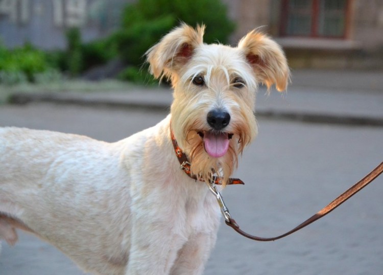 Порода. Терьер. Метис.