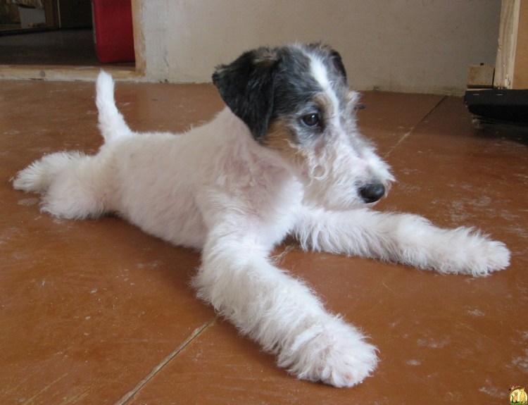 Фокстерьер метис жесткошерстный мини.